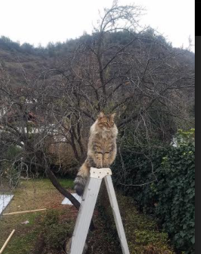 青少年运动损伤预防技术及实践研究,青少年运动损伤预防技术及实践研究论文