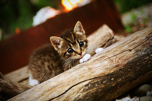 五大联赛是否调整防守球员盯人策略以匹配新节奏需求,五大联赛球迷进场