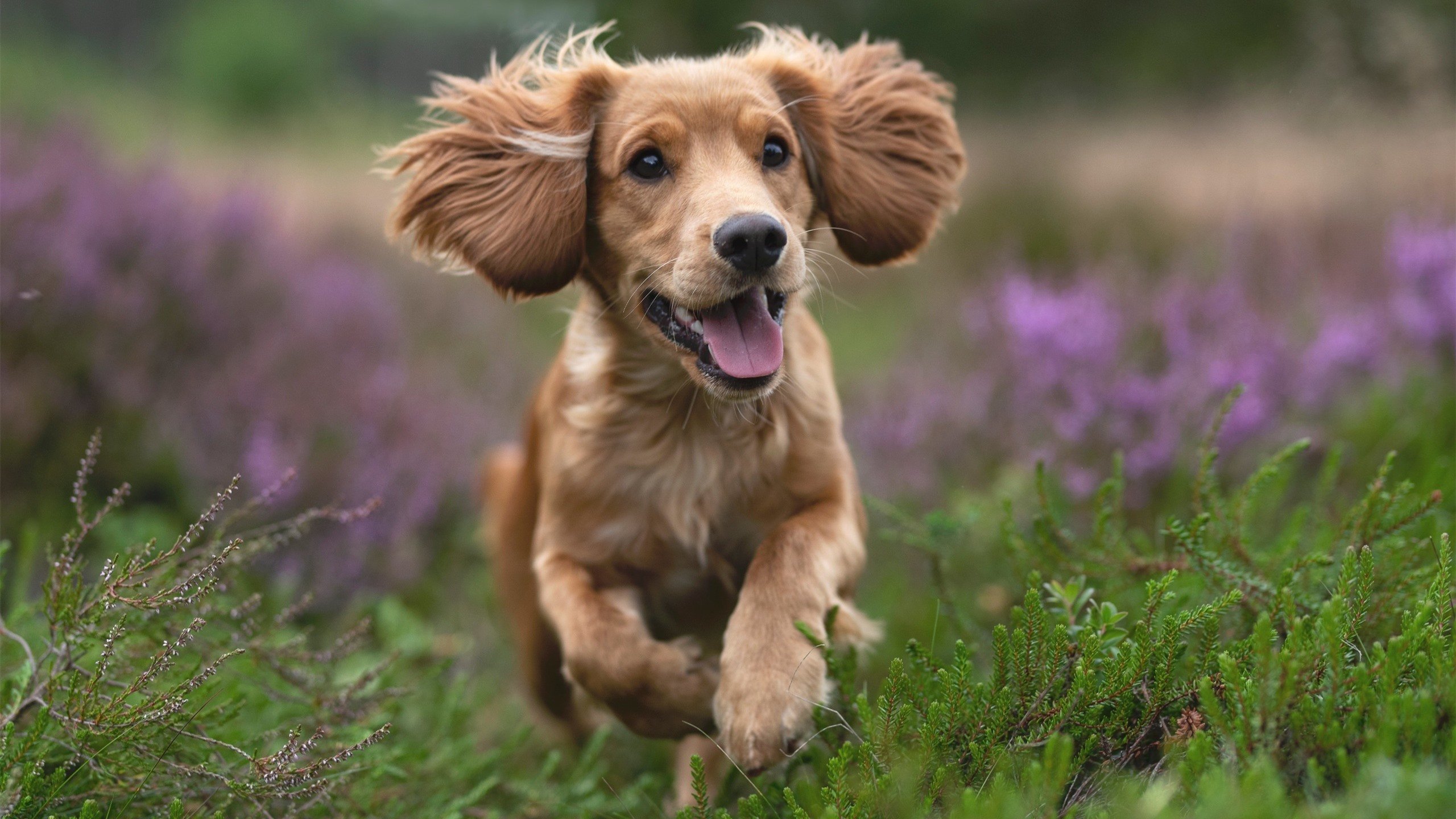 澳大利亚队的未来:借助先进设备提升竞技表现,澳大利亚队战绩