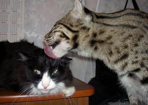 开云体育足球-自由泳冲刺动作更有力，自由泳冲刺需要注意什么