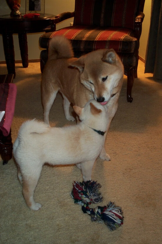 开云体育官网在线-“亚戈·卡尔曼的全能表现，推动阿根廷美洲狮队创造更多辉煌”