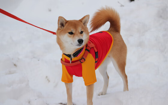 七六人换防策略有效限制对手突破，七六人阵容