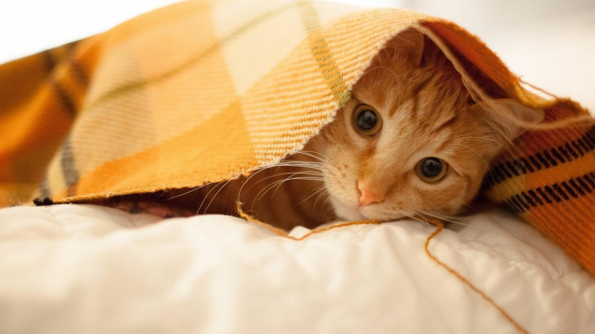 开云体育足球-大学篮球联赛规范化建设促进学生运动员全面发展，大学生篮球联赛的意义