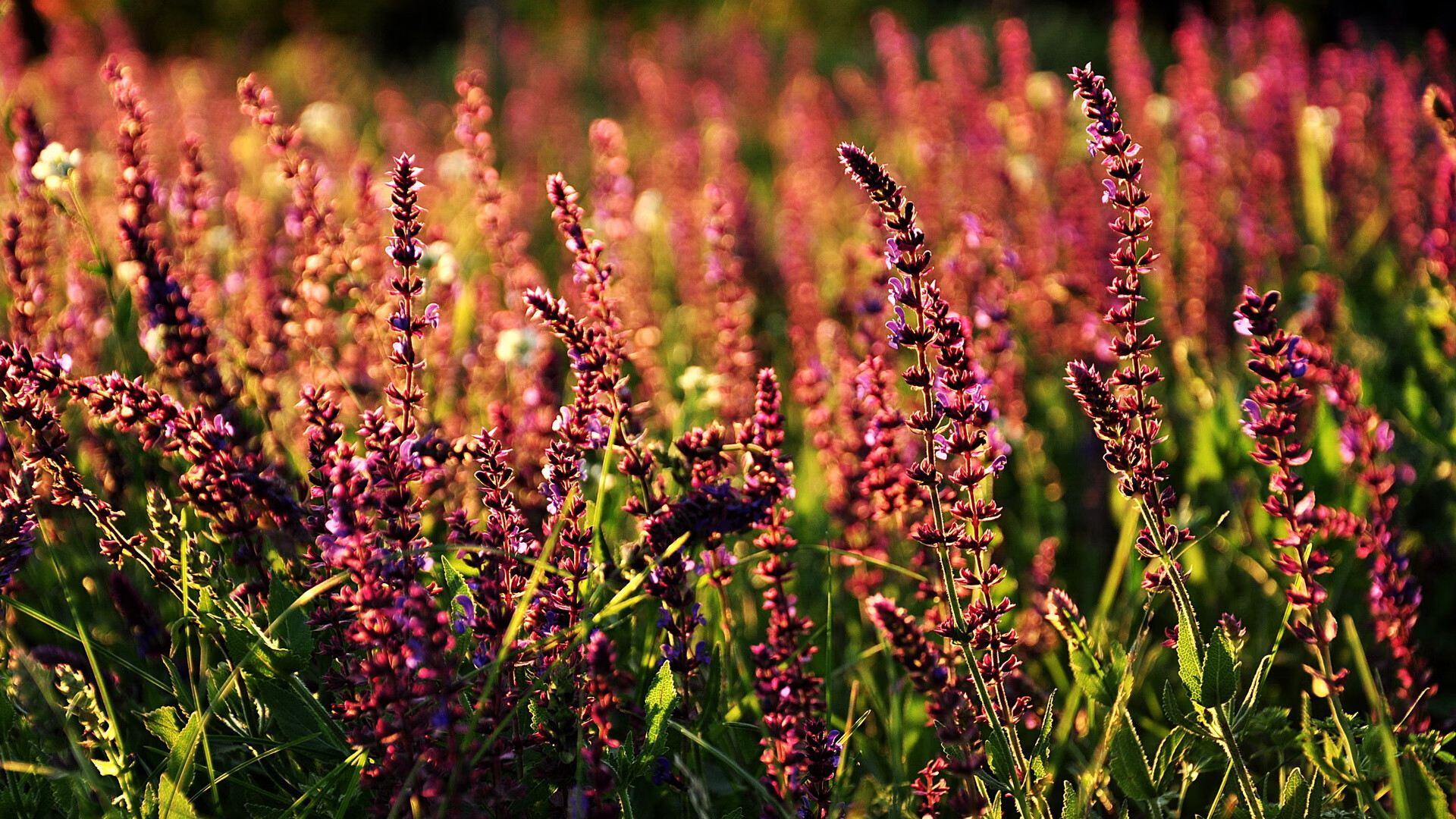 大学篮球联赛规范化建设促进学生运动员全面发展,大学生篮球联赛的意义