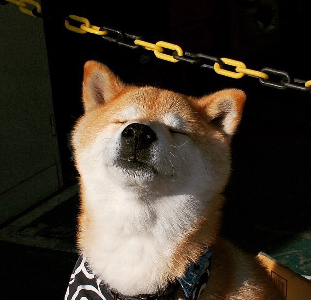 女子4×200米自由泳接力澳大利亚称霸赛场,女子4×100米自由泳接力决赛