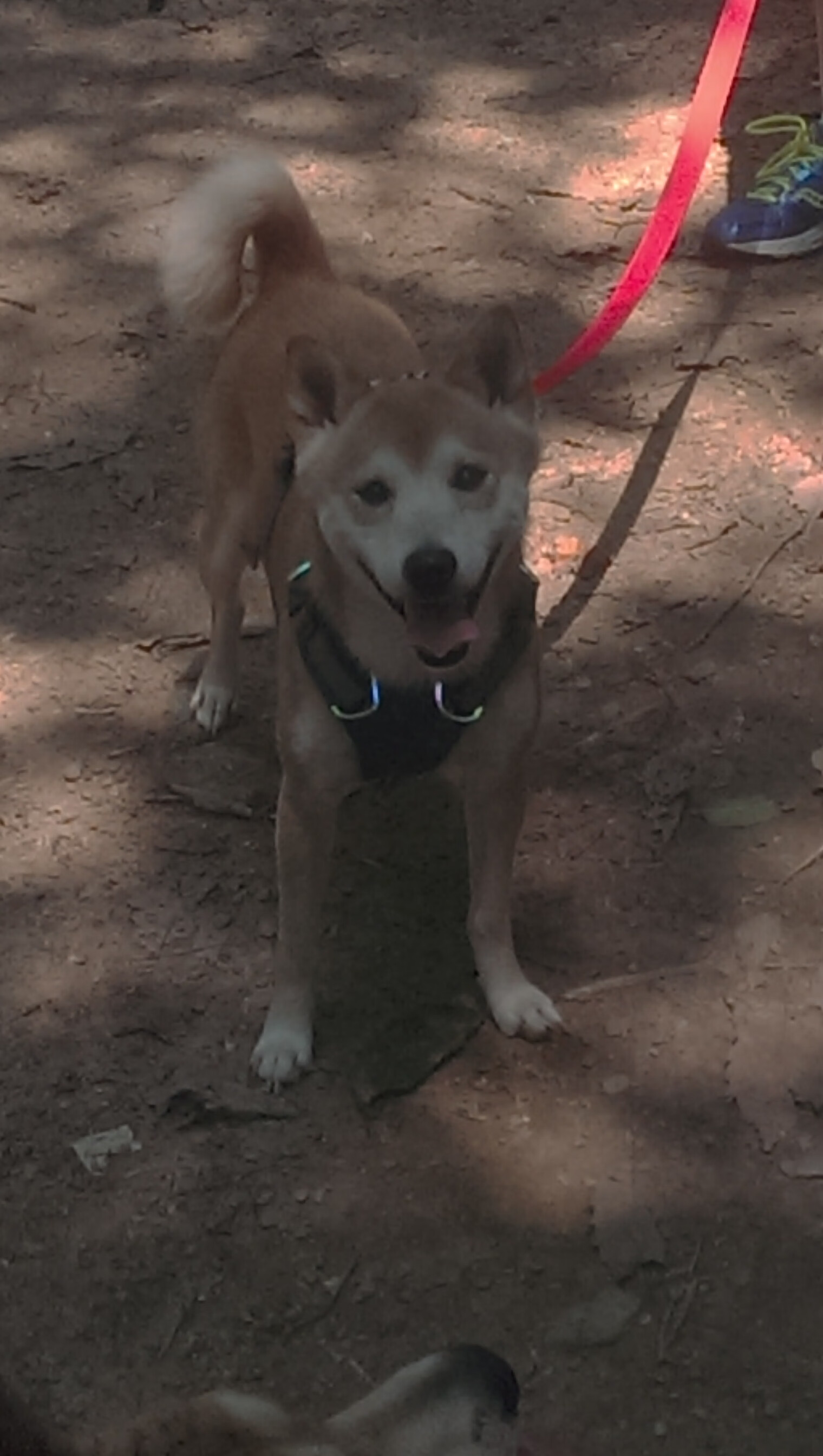 斯洛伐克女篮在欧洲预赛中表现优异，期待奥运席位，斯洛伐克 欧预赛