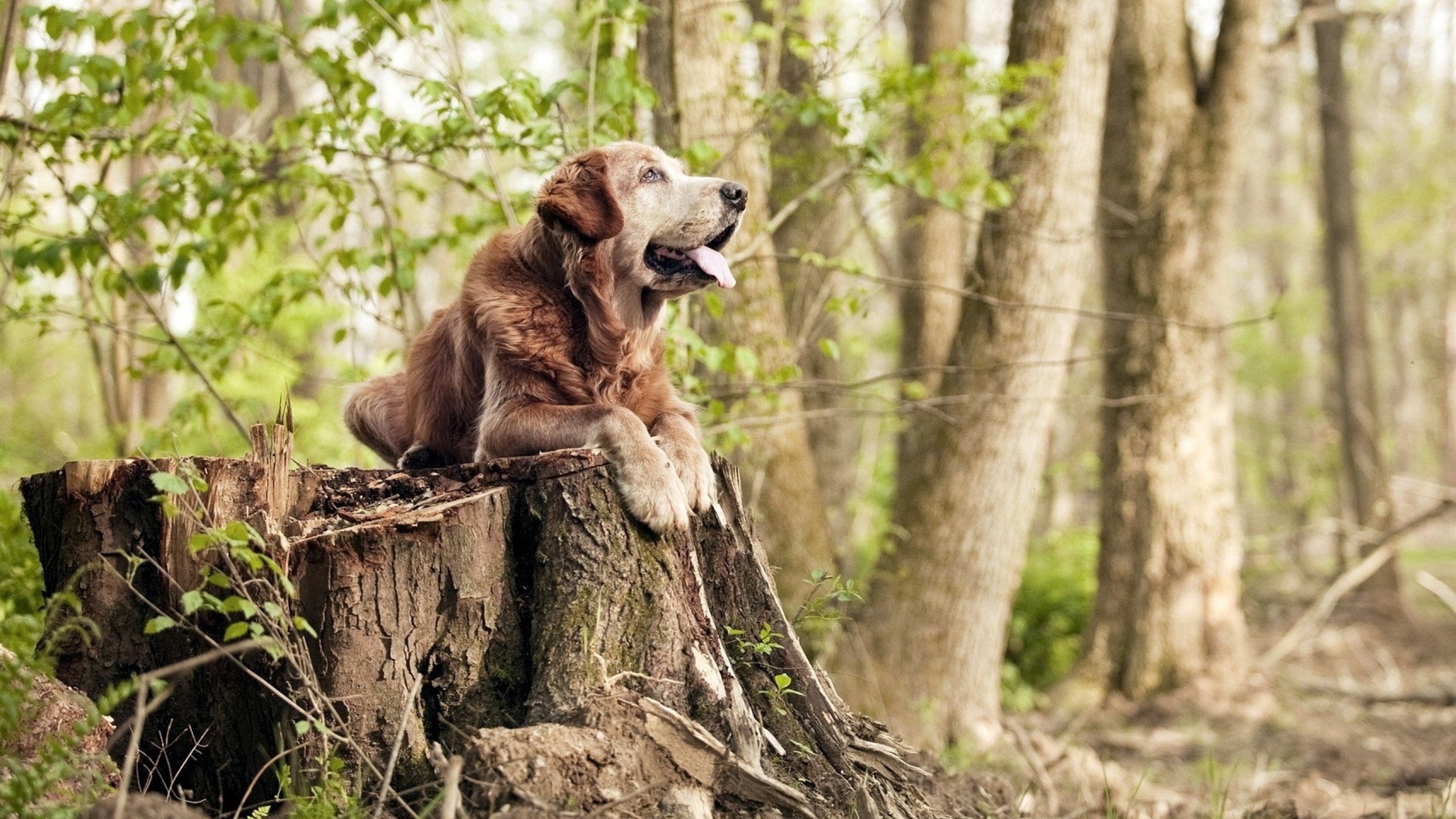 篮球主题夏令营结合英语教学打造复合型青少年成长路径,篮球与英语结合