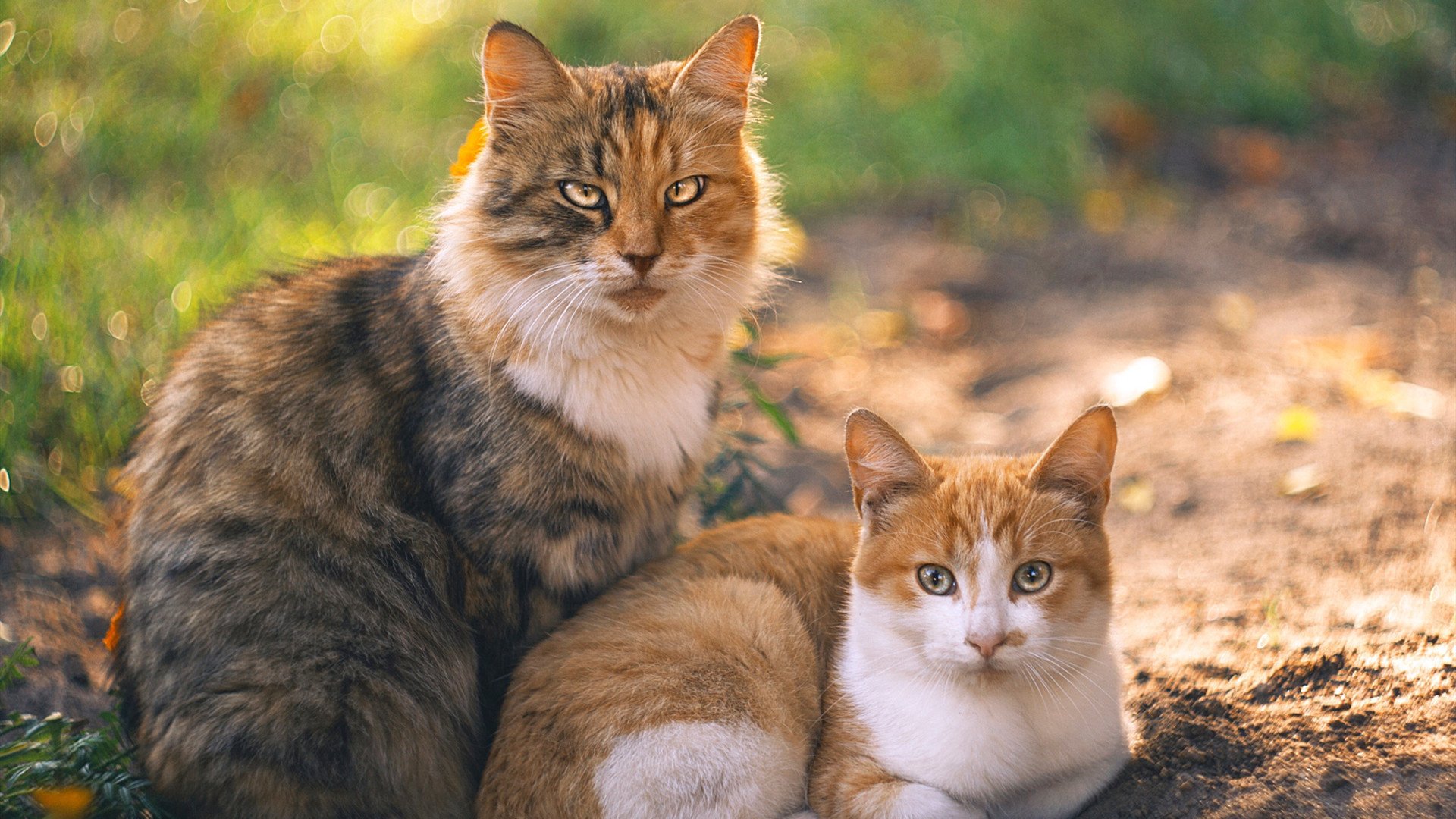 美洲杯逆转奇迹:拼搏到底的精神写照,美洲杯冠军之路