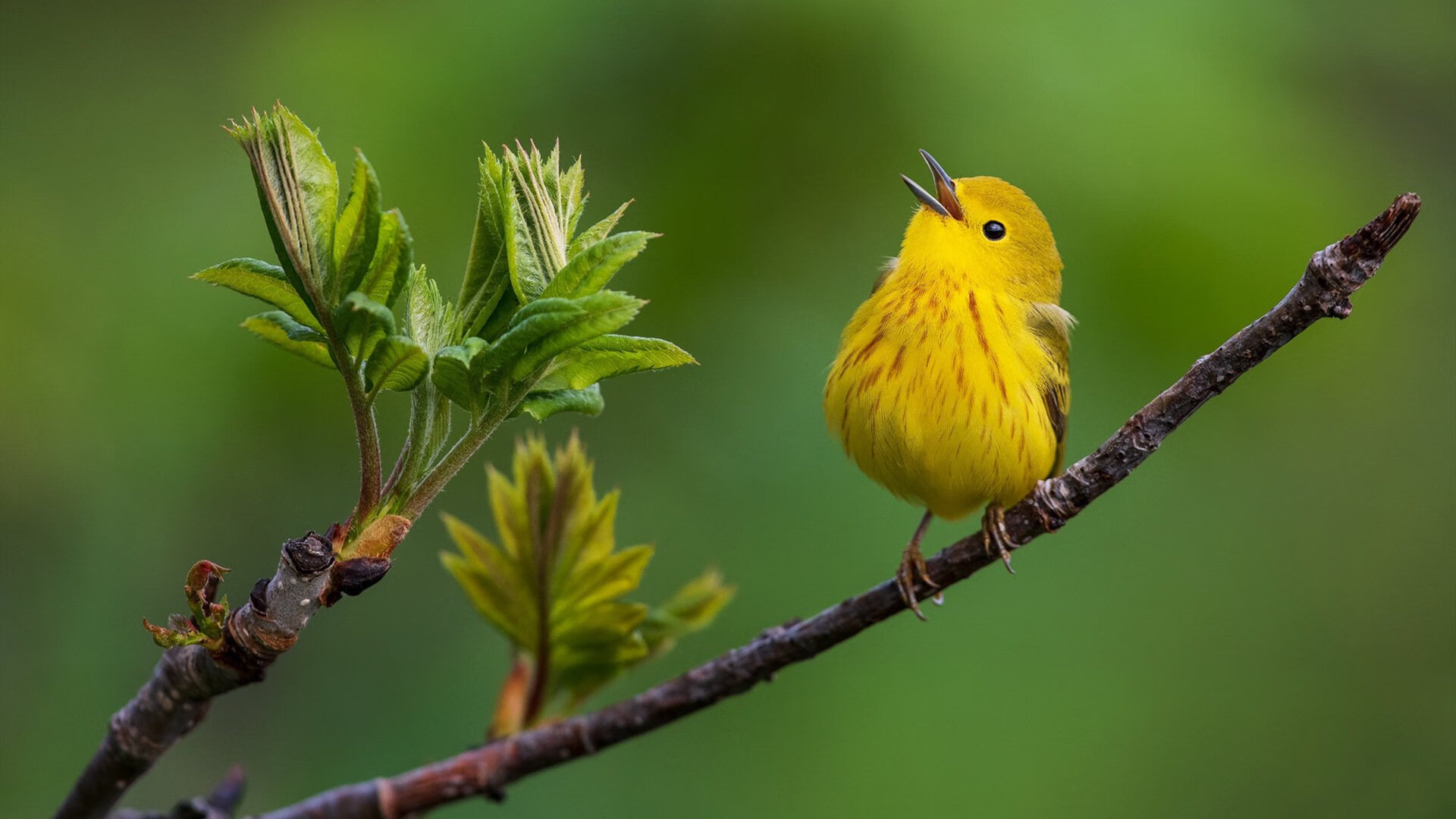 开云体育app注册-荷兰队在欧洲预赛中表现强劲，晋级已在指日可待