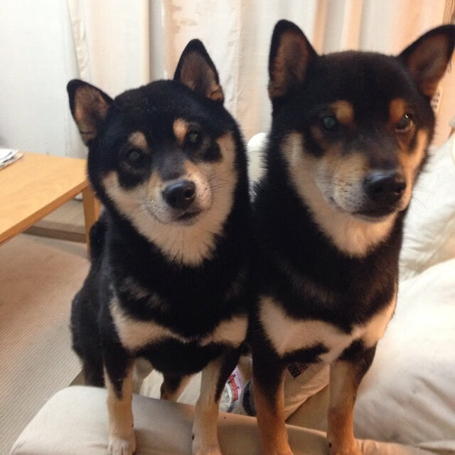 西甲盘点：最精彩的盘带过人战术，盘带大师巴西