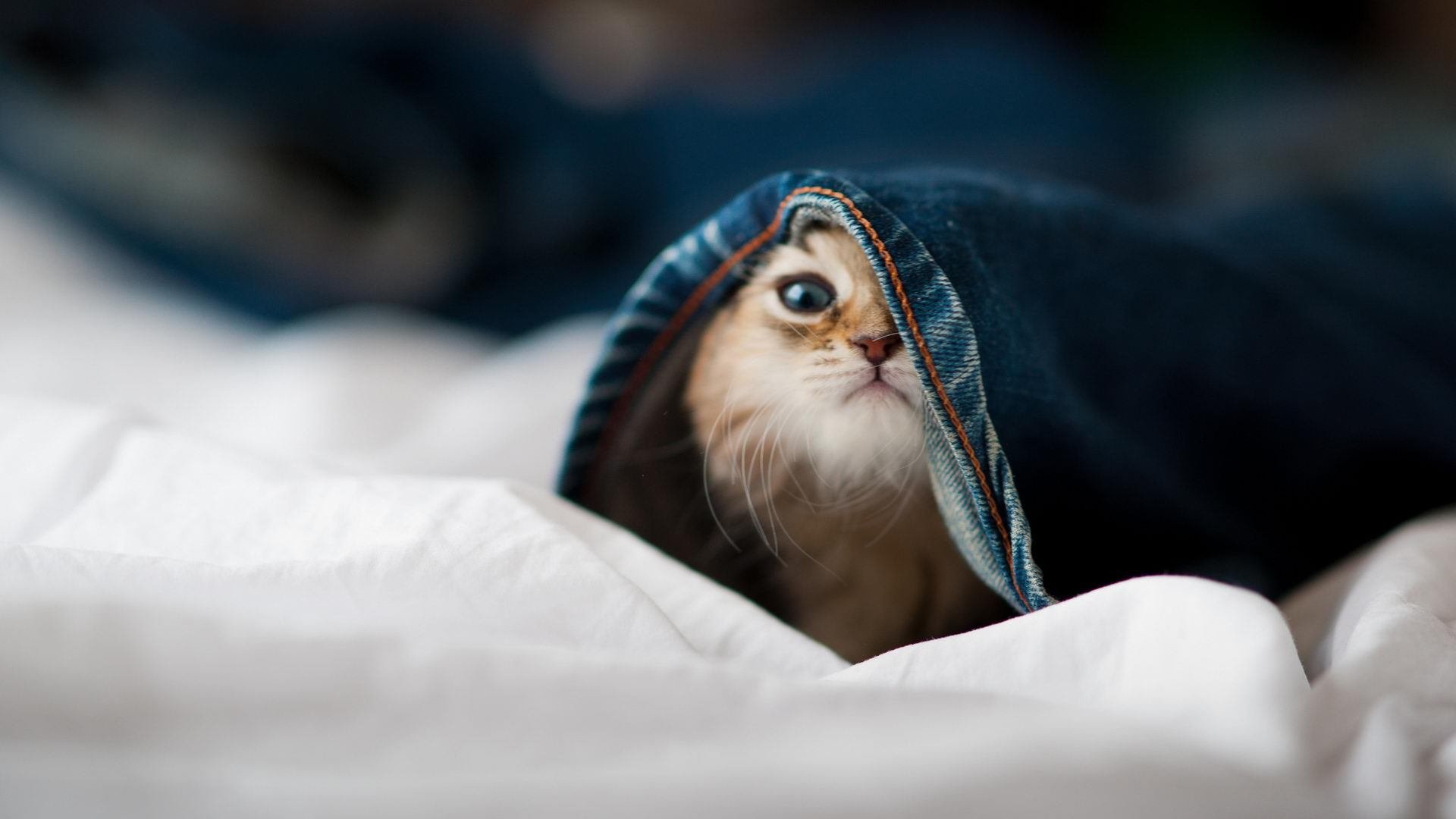 中国篮球是否推动青少年篮球赛事的标准化建设，全国青少年篮球特色学校标准